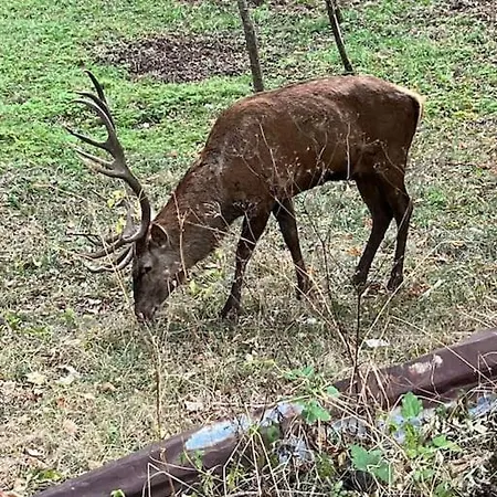Apartment Di Finizio_cottage Barrea
